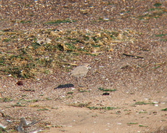 Charadrius alexandrinus