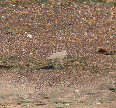 Charadrius alexandrinus