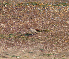 Charadrius alexandrinus