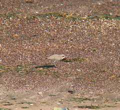 Charadrius alexandrinus