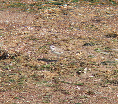 Charadrius alexandrinus
