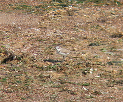 Charadrius alexandrinus