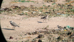 Calidris ruficollis