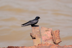 Hirundo nigrita