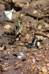 Graphium policenes policenes