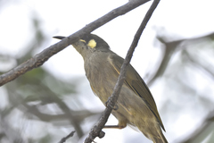 Meliphaga notata