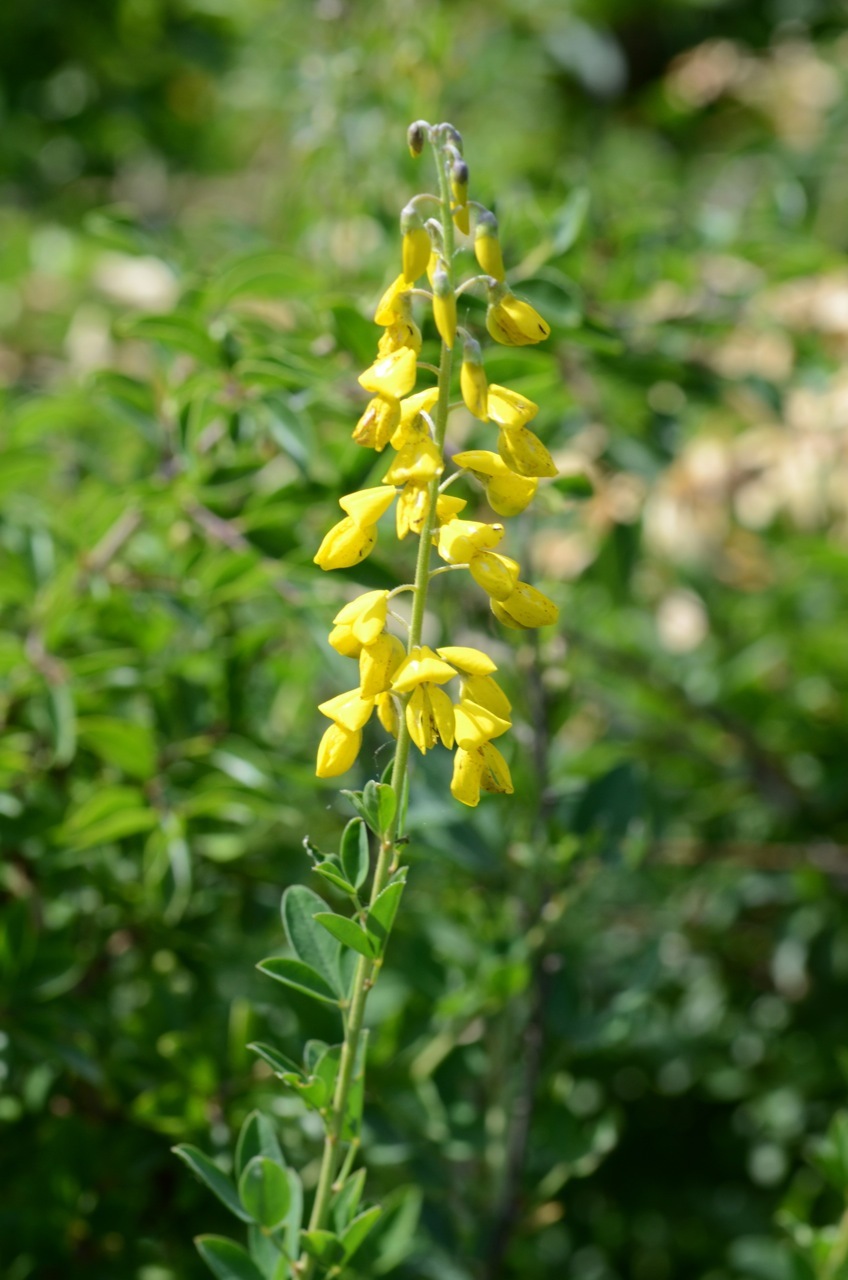 Cytisus nigricans