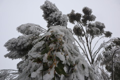 Eucalyptus pauciflora