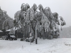 Eucalyptus pauciflora
