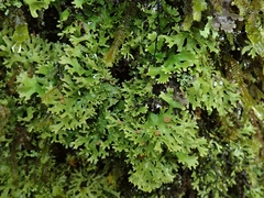 Pseudocyphellaria multifida