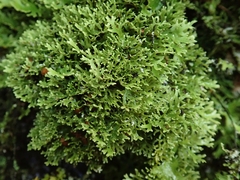 Pseudocyphellaria multifida