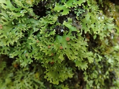 Pseudocyphellaria multifida