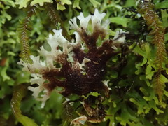 Pseudocyphellaria multifida