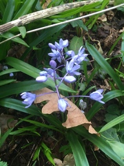Scilla bithynica