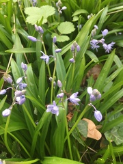 Scilla bithynica