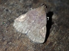 Hydrillodes toresalis