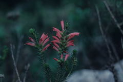 Erica abietina