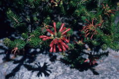 Erica abietina