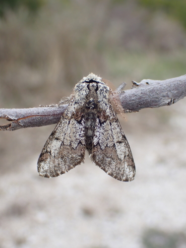 Piadivka dubová (Biston strataria)