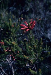 Erica abietina