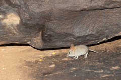 Elephantulus rupestris