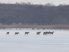 Cervus nippon yesoensis