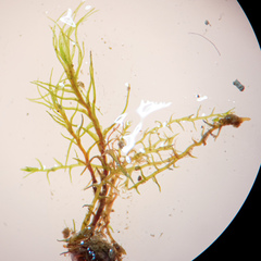 Dicranella staphylina