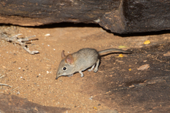 Elephantulus rupestris