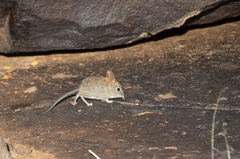 Elephantulus rupestris