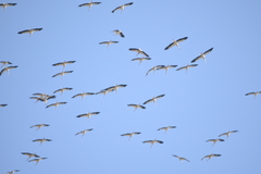 Ciconia ciconia