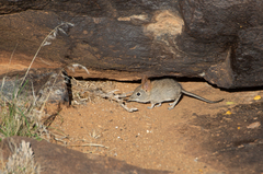 Elephantulus rupestris