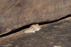 Elephantulus rupestris