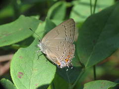 Satyrium edwardsii