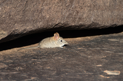 Elephantulus rupestris