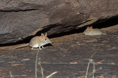 Elephantulus rupestris