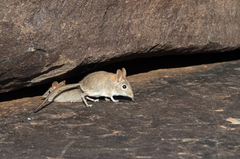 Elephantulus rupestris