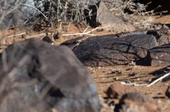 Elephantulus rupestris