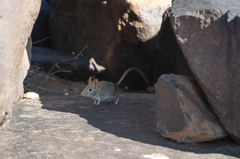 Elephantulus rupestris