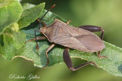 Athaumastus haematicus