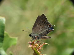 Satyrium edwardsii
