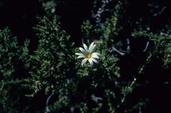 Arctotis aspera aspera