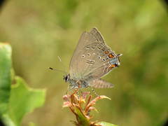 Satyrium edwardsii