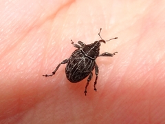 Mogulones geographicus