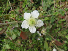 Rubus hirsutus