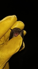 Eptesicus furinalis