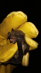 Eptesicus furinalis