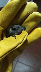 Eptesicus furinalis
