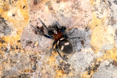 Titanoeca quadriguttata