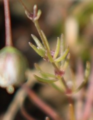 Spergula morisonii