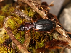 Cymindis axillaris